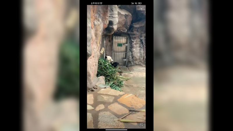 大熊猫萌二吃竹子，好温柔 啊