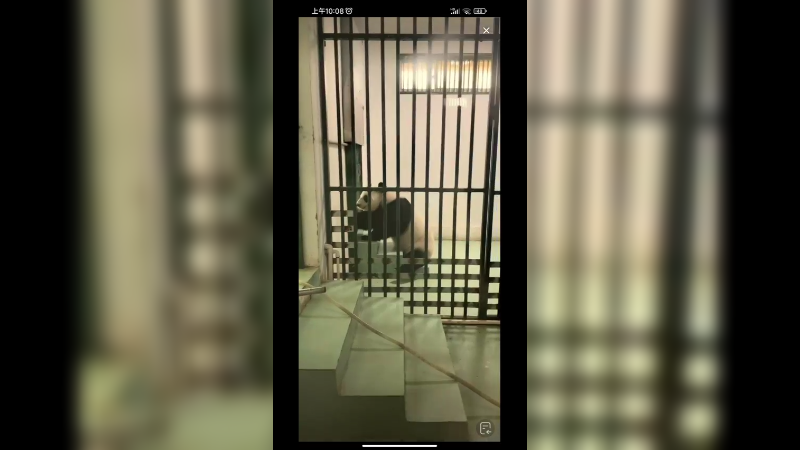 大熊猫在看奶爸搞卫生