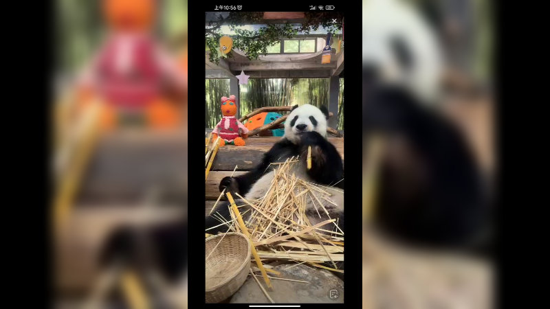 大熊猫吃竹子，双手并用好可爱