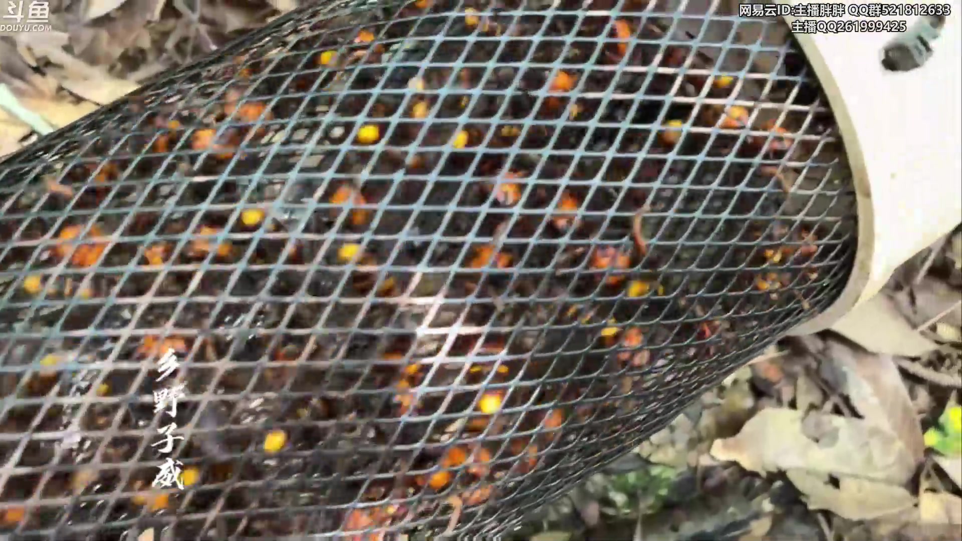 【2023-08-03 03点场】胖胖灬：胖胖OB：LNG强啊，神和左手排位！