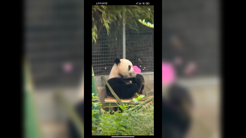 大熊猫萌兰在外面吃竹子好可爱