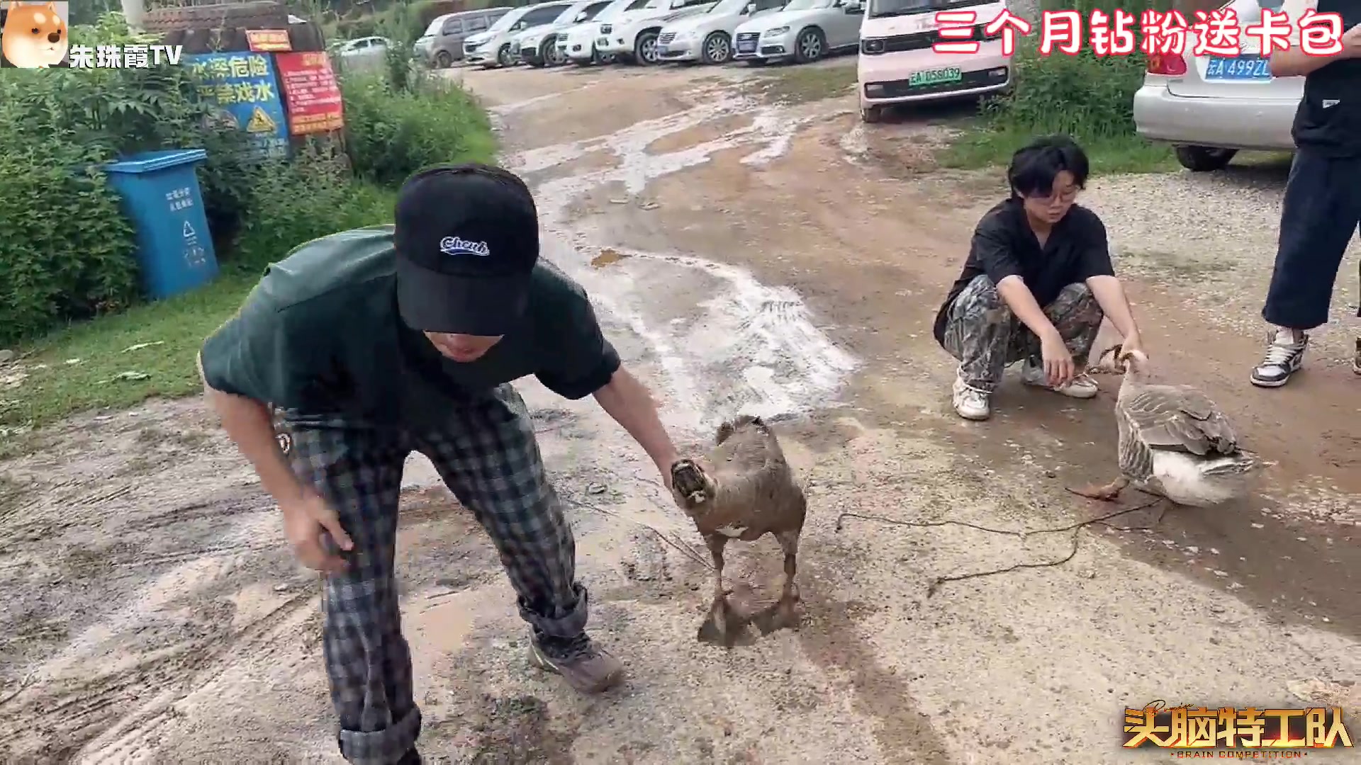 【2023-08-05 16点场】童猪啊i：头脑day3 三个月钻粉送卡包