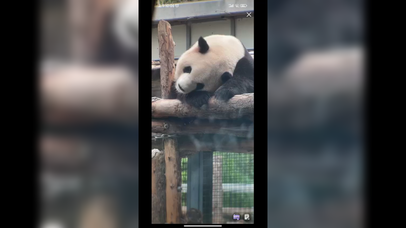 大熊猫萌宝可爱啊