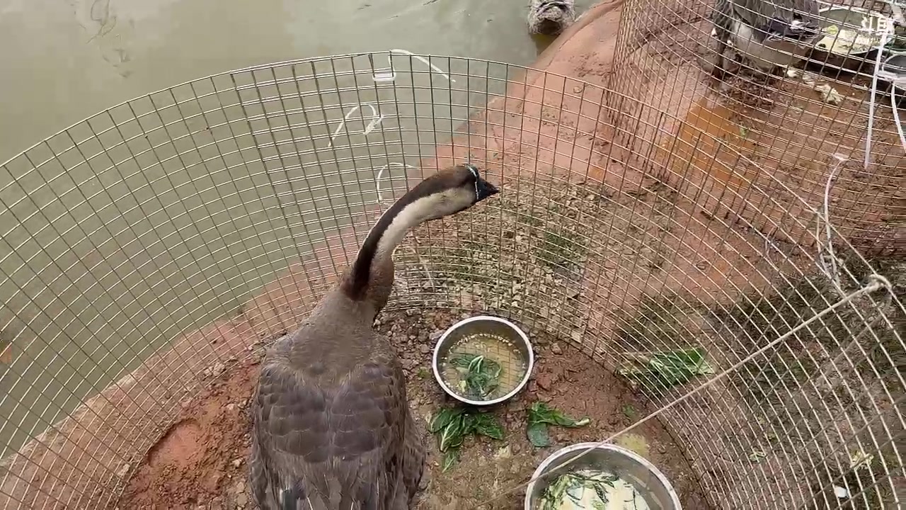 【2023-08-05 12点场】童猪啊i：头脑day3 三个月钻粉送卡包