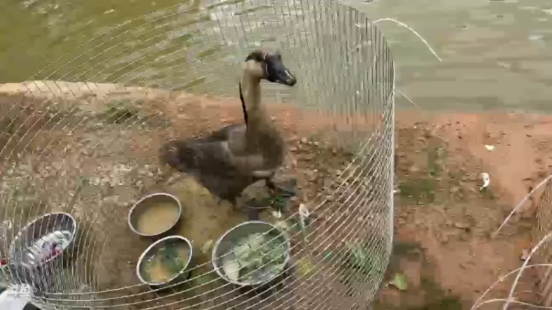 【2023-08-05 13点场】轰轰仔：轰轰：云南Day3 钻石双倍卡！