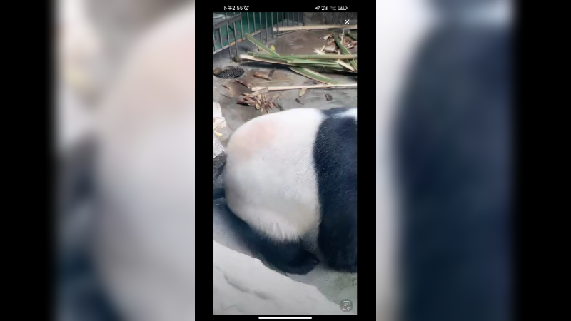 大熊猫萌二饶痒痒