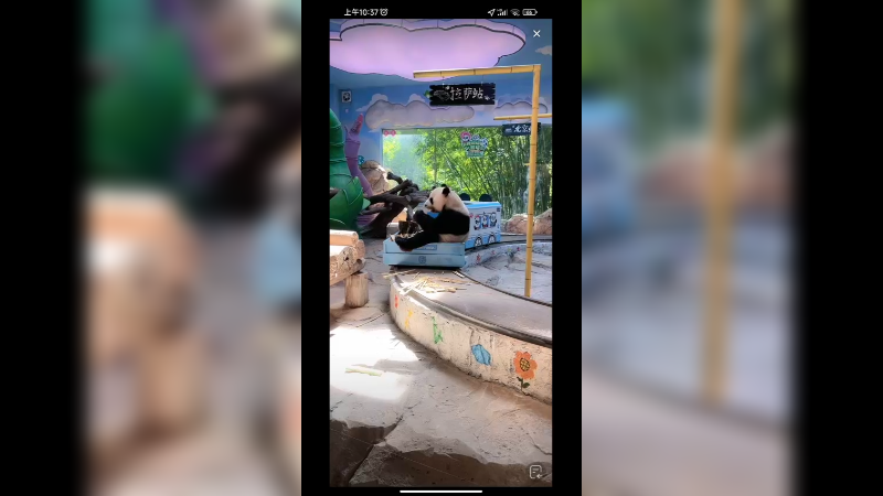 大熊猫坐火车上吃东西，好可爱啊