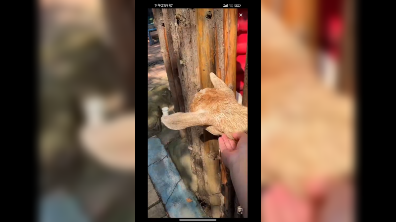 在青岛动物园看羊