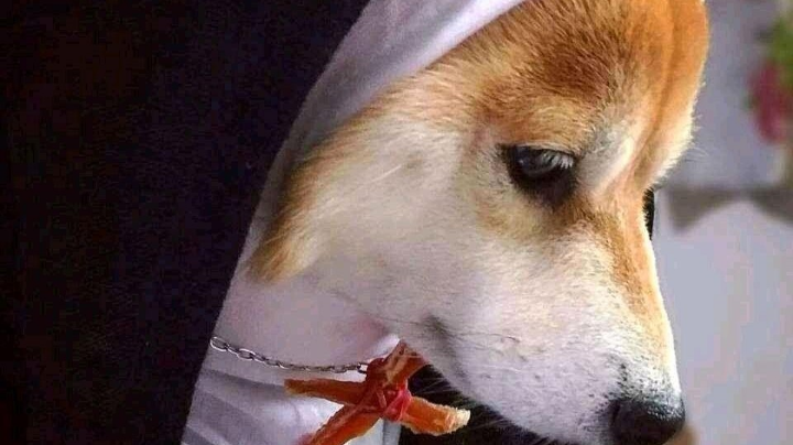 双排