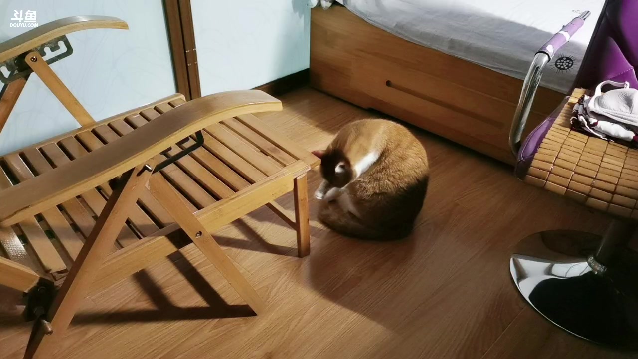 【2023-08-03 20点场】三时小周每娘娘：看看我家猫
