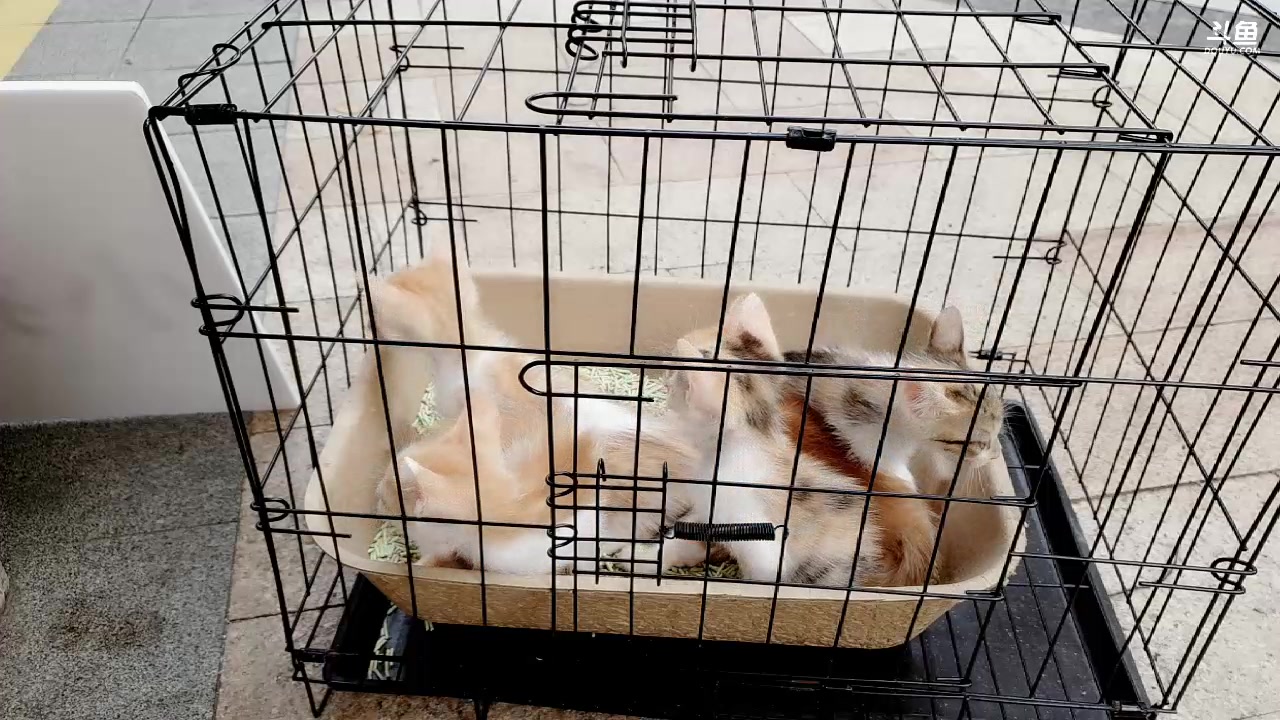 【2023-08-08 16点场】爷大干：帮流浪猫找家庭领养