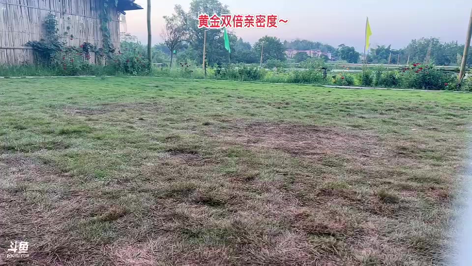 【2023-8-8 19点场】惠娜娜呀:【小奶团】985团播第20天