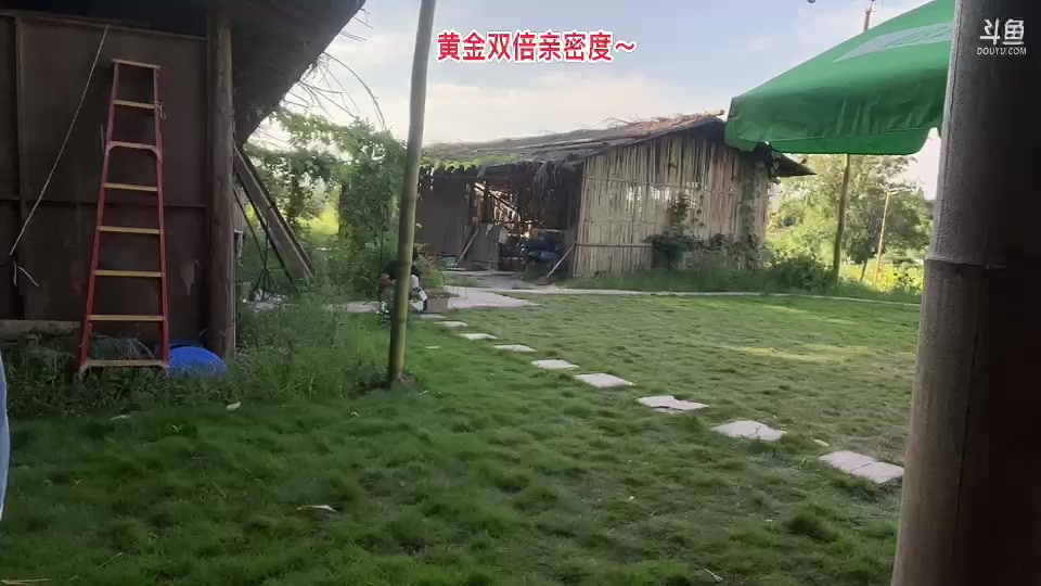 【2023-8-9 17点场】惠娜娜呀:【小奶团】985团播第20天