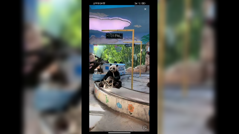 大熊猫都有自己的火车，悠哉吃竹子