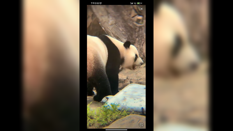 大熊猫还想吃东西，到处在看