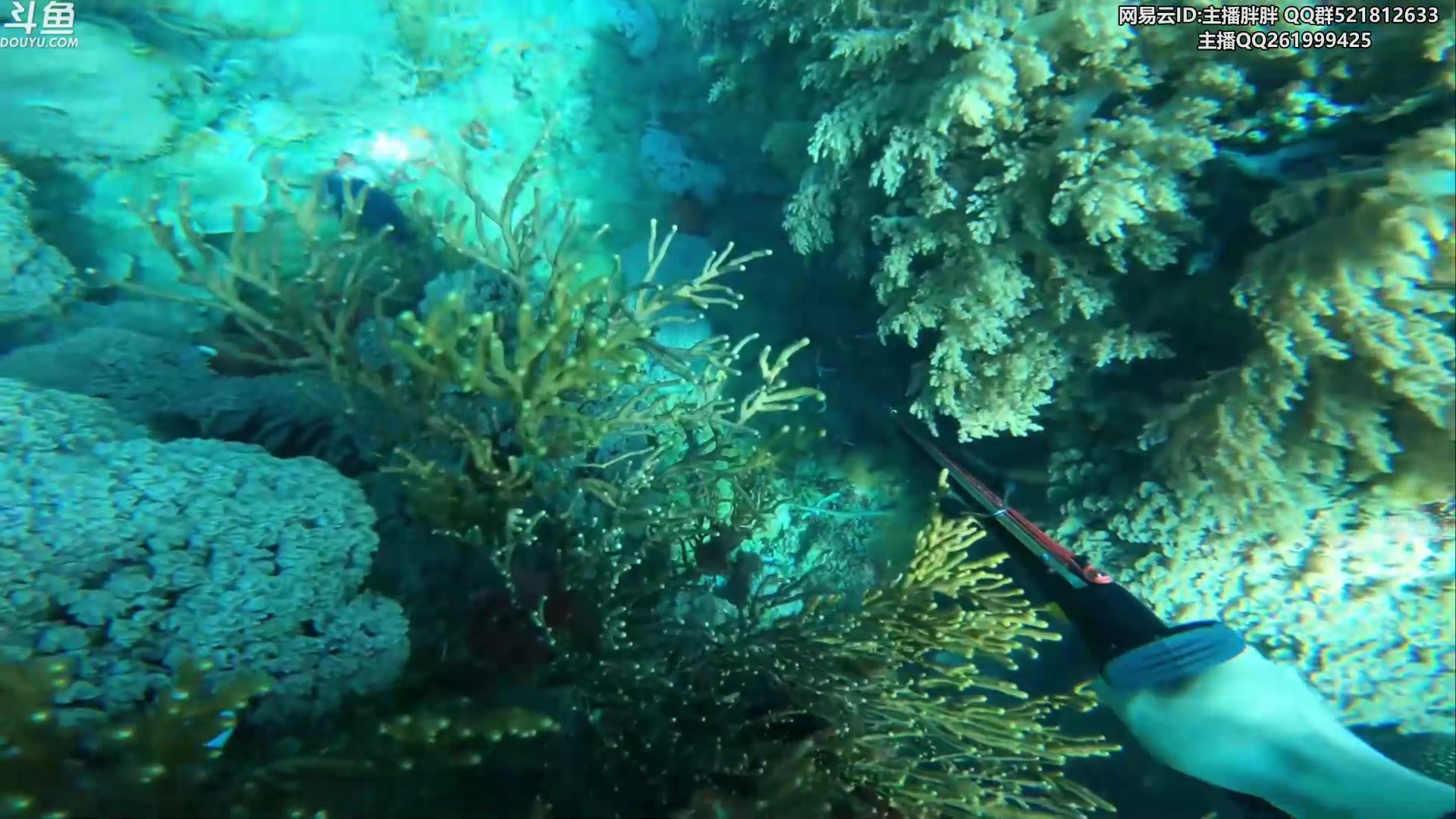 【2023-08-22 02点场】胖胖灬：胖胖OB：GEN强啊，LCK1号种子