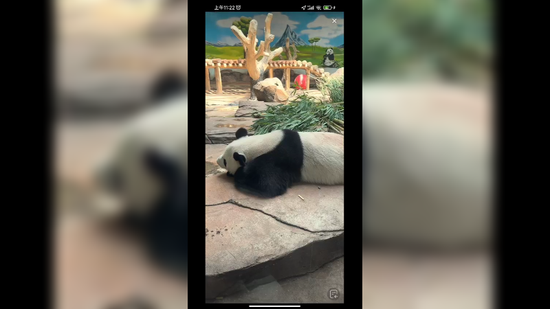 大熊猫趴着睡觉，舒服