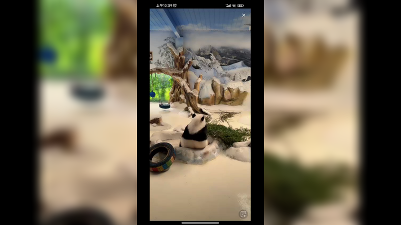 大熊猫吃饱开始散步了