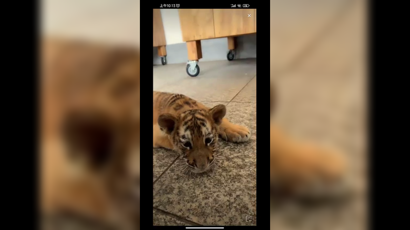 快看小老虎在撒娇啊