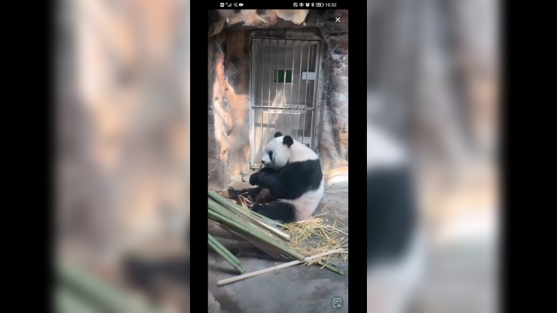 大熊猫萌萌吃饱开始卖萌了