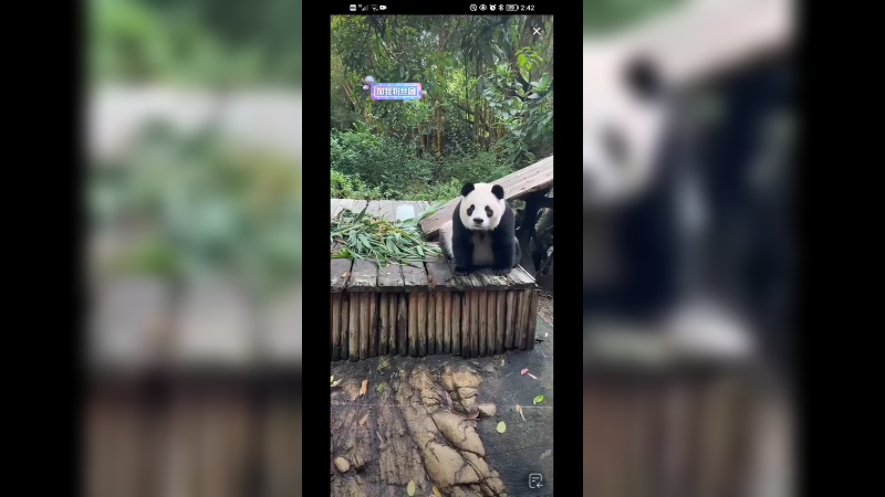 大熊猫优雅吃东西，听得懂啊