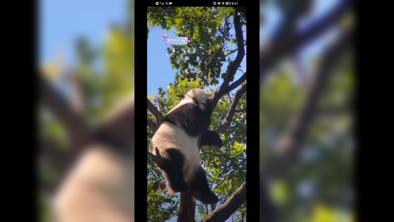 北京动物园大熊猫小白天喜欢在树上休息