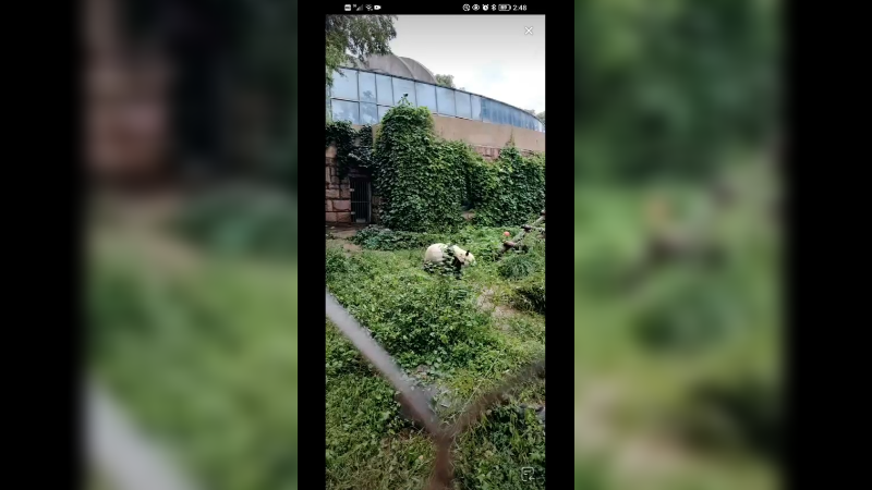 大熊猫小白天爬树上吃竹子