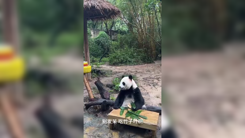 大熊猫好聪明啊，抬头挺胸坐着