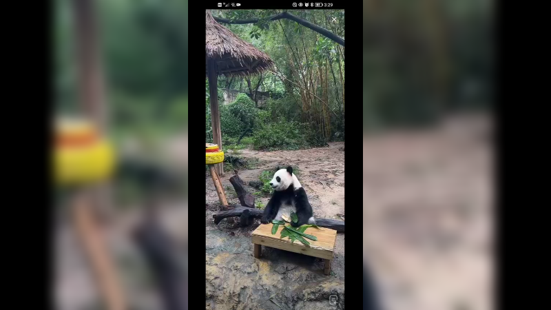 大熊猫坐着吃竹子叶，快乐