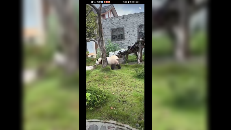 大熊猫离堆吃饱开始溜达，舒适自在