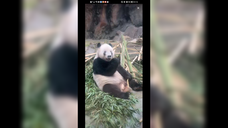 大熊猫萌二淡定吃竹子，好自在啊