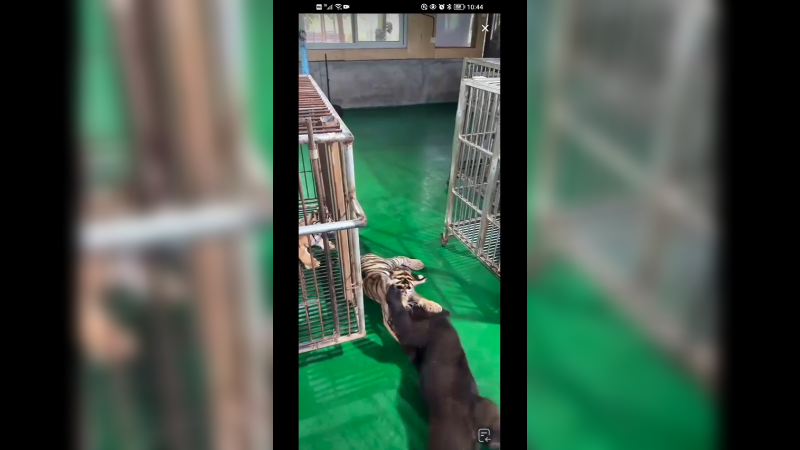 小黑熊和小老虎一起玩耍好快乐啊