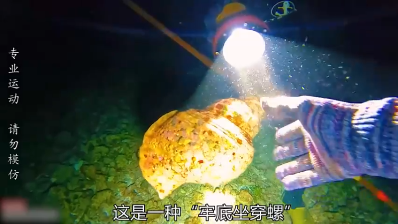 晚上下海底抓海鲜，好多大货