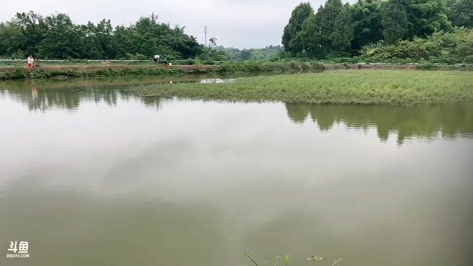 【2023-8-24 16点场】惠娜娜呀:【小奶团】985团播