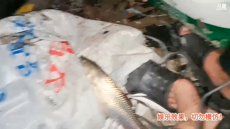 洪湖乡野趣味团播肖哥看女主播划船，大家说前面第一个太累了