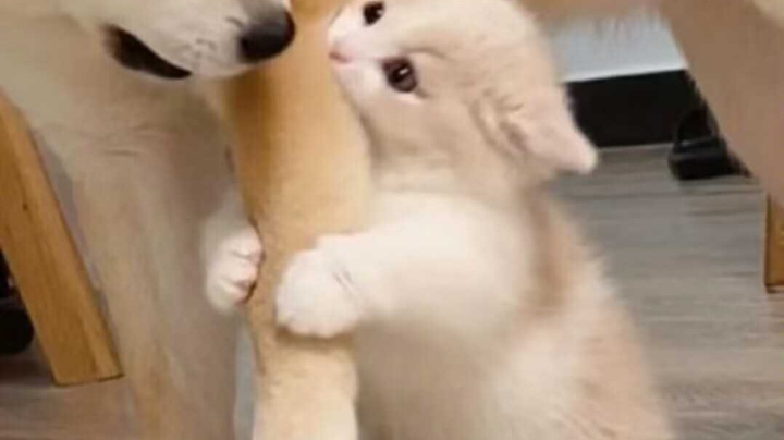 【2023-8-29 1点场】炸毛毛阿cccccc:猫又小姐姐