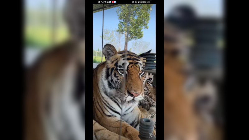 老虎都喜欢吃独食啊