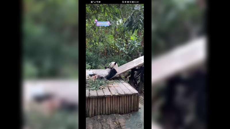 大熊猫躺着吃东西好快乐啊