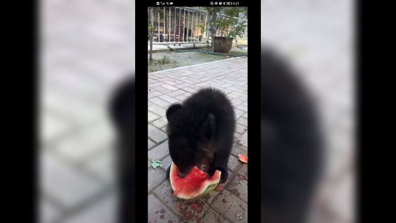 小黑熊喜欢吃西瓜啊