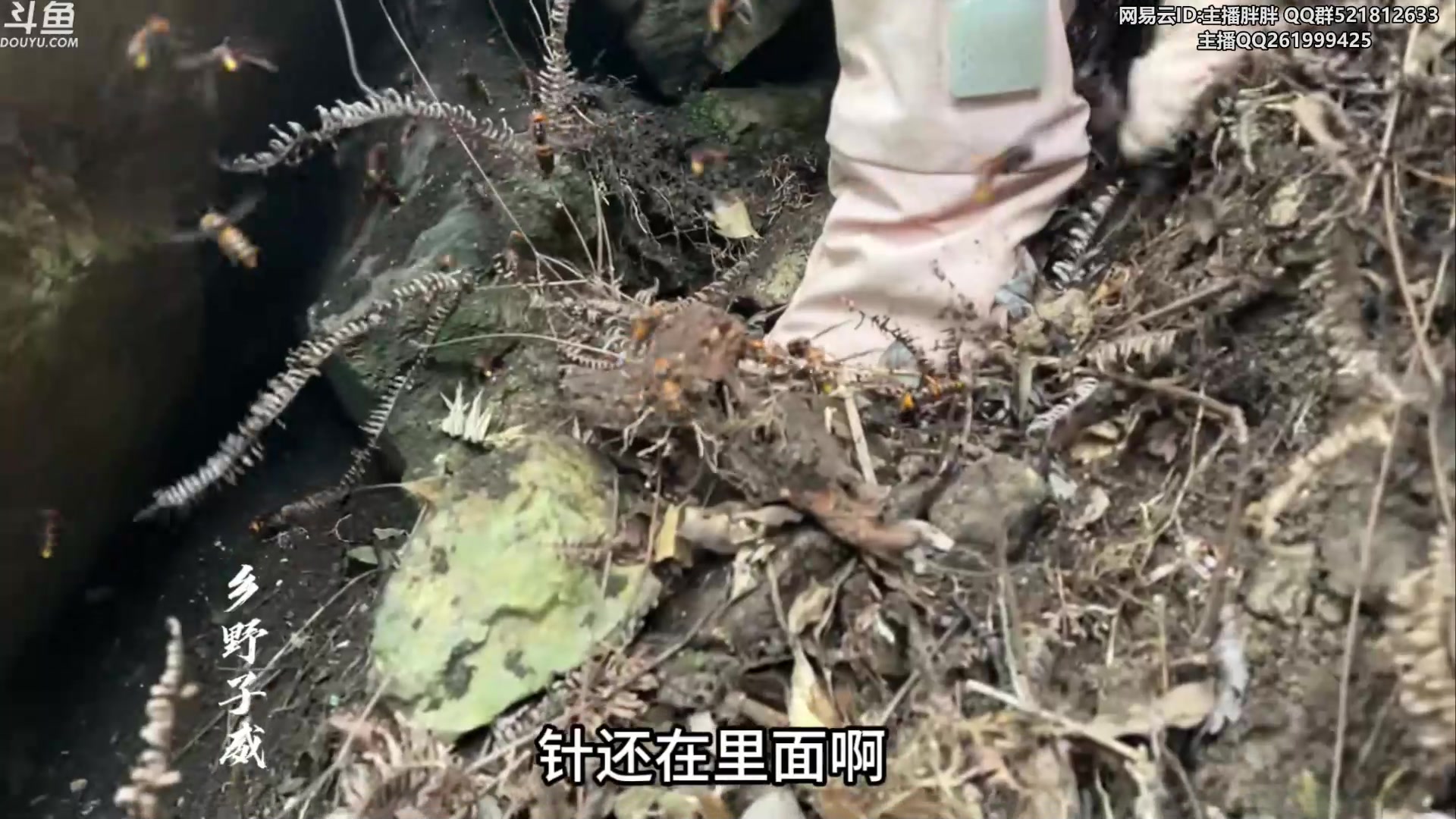 【2023-09-01 03点场】胖胖灬：胖胖OB：LPL集训，神 王者700点