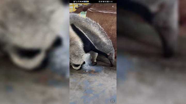 食蚁兽看起来还是很温柔的啊