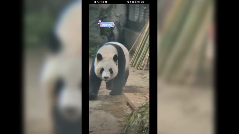 大熊猫萌宝想看三哥萌兰在不在