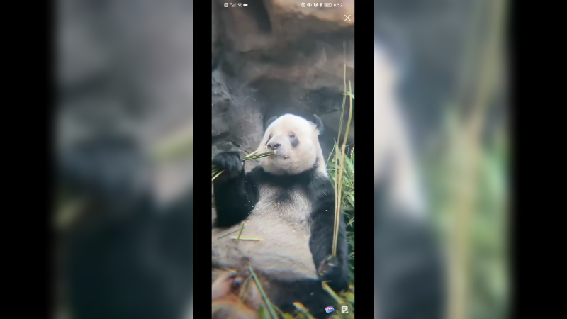 大熊猫萌二吃竹子好可爱啊