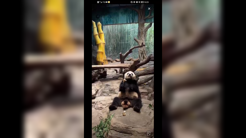 大熊猫坐着吃竹笋好满足