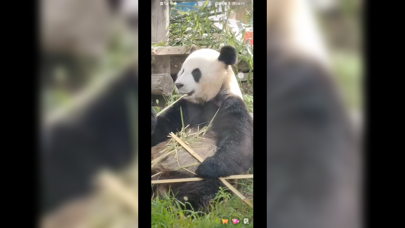 大熊猫金虎吃竹子好悠闲啊