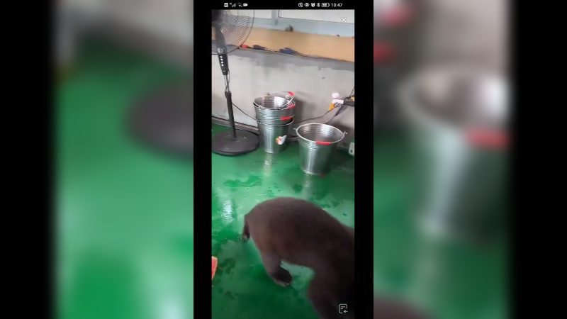 饲养员给小黑熊穿衣服，黑熊生气了，好搞笑