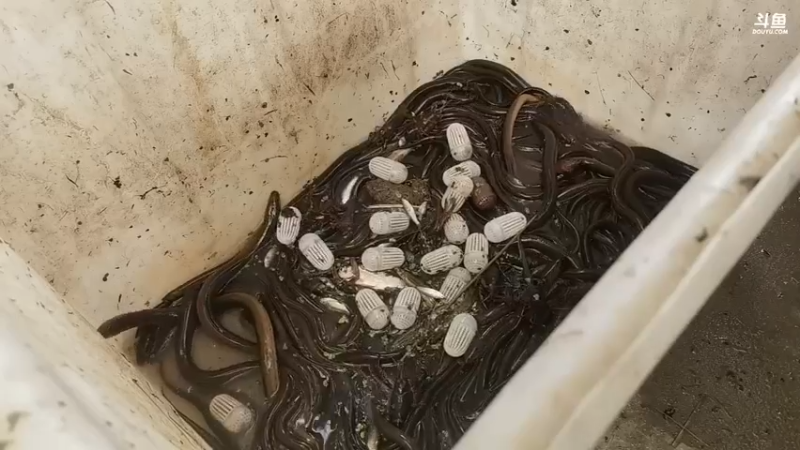 大哥一大早收地笼，那么多黄鳝，血赚啊