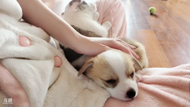 【弈仙牌】丶干物喵的精彩时刻 20230903 08点场