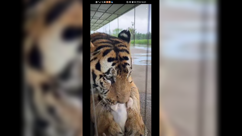 老虎天天吃一只鸡，比人吃的好啊