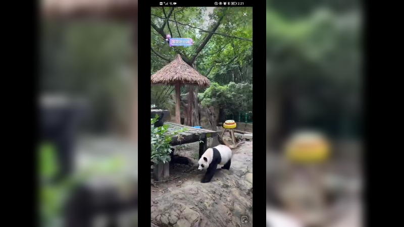 广州大熊猫坐着吃下午茶真是快乐啊